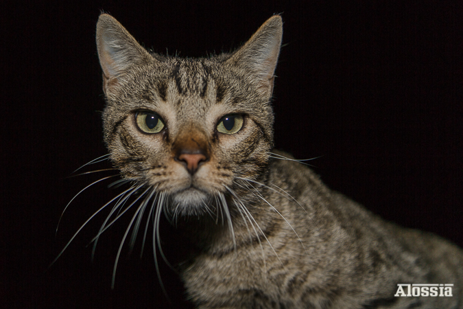 INTRUSO EN MI ÁTICO